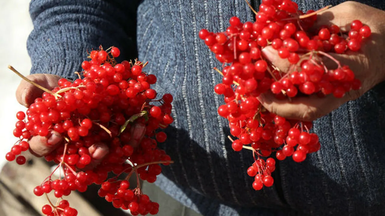 Erzižganissa luonnollisena parantavana lähteenä tunnetut gilaburu-hedelmät ovat löytäneet paikkansa kaupan hyllyiltä.