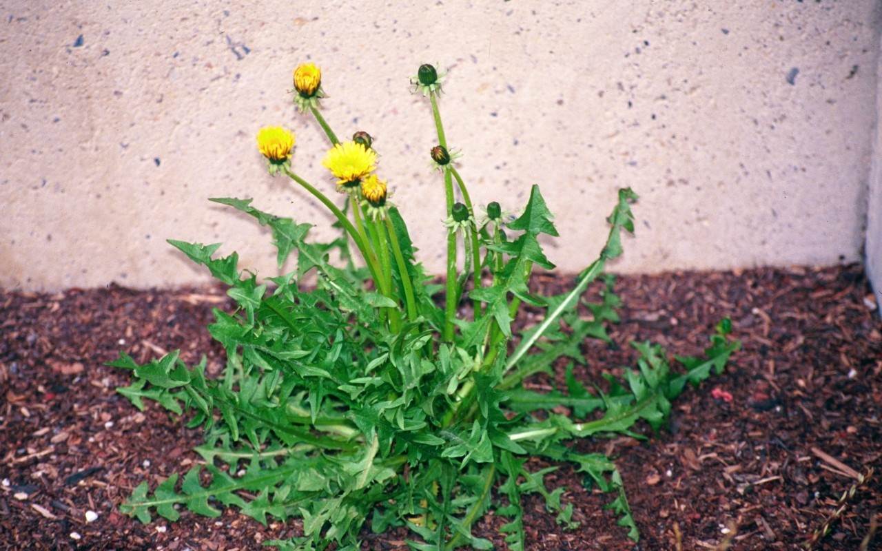 Yksinkertainen temppu, joka poistaa rikkaruohot poluiltasi ilman, että sinun tarvitsee kitkeä niitä koko talven ajan.