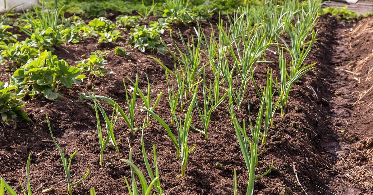 Mitä orgaanista maataloutta harjoittavat puutarhurit istuttavat talvella saadakseen keväällä upean mansikkasadon (eikä se ole lainkaan vaikeaa)