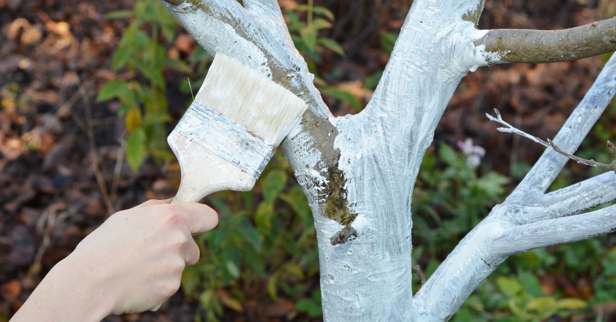 Tämä rituaali suojaa hedelmäpuusi hyönteisiltä koko talven ajan (jopa ilman torjunta-aineita).