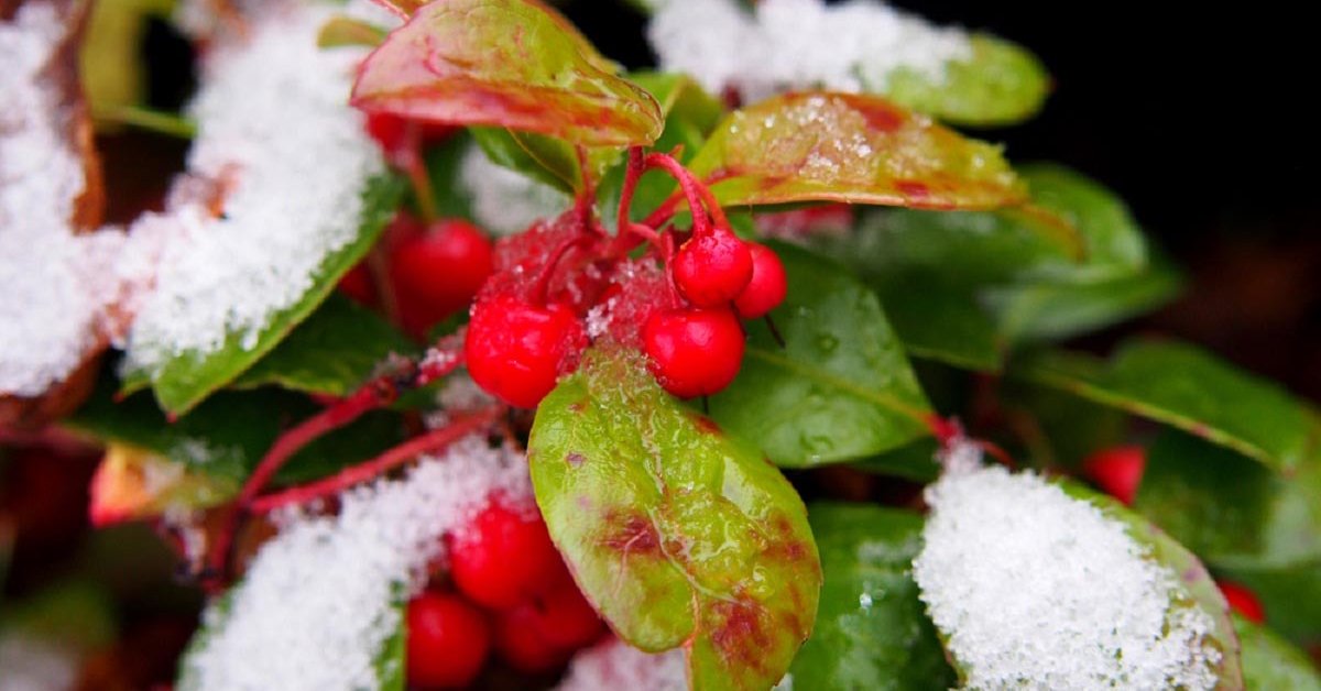 Nämä 5 talvipensasta luovat viehättävän puutarhan... jopa -10 °C:n lämpötilassa