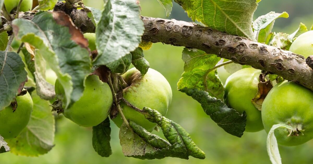 Tämä asiantuntijoiden lähestymistapa mahdollistaa vanhojen omenapuiden elvyttämisen ja sadonkorjuun jatkamisen, kun kaikki näyttää olevan menetetty.