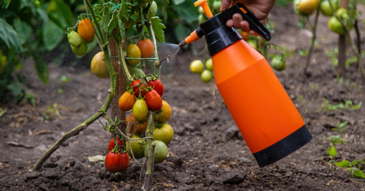 Maatalouden sensaatio: suomalaiset tutkijat ovat kehittäneet suihkeen, joka tekee tomaateista kuivuutta kestävämpiä.