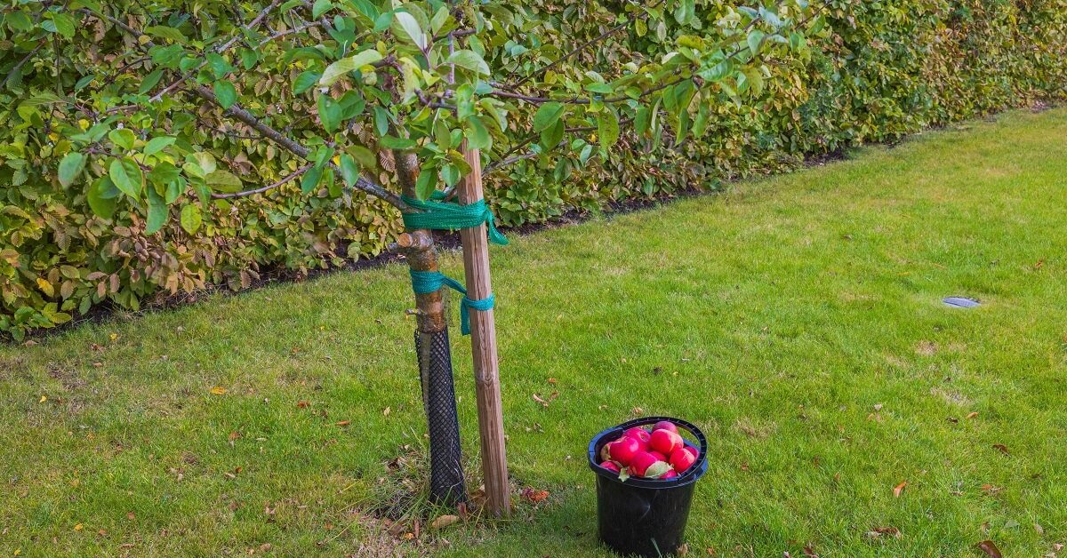 Tämä asiantuntijoiden lähestymistapa mahdollistaa vanhojen omenapuiden elvyttämisen ja sadonkorjuun jatkamisen, kun kaikki näyttää olevan menetetty.