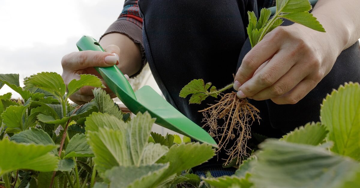 Mitä orgaanista maataloutta harjoittavat puutarhurit istuttavat talvella saadakseen keväällä upean mansikkasadon (eikä se ole lainkaan vaikeaa)