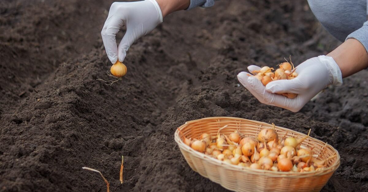Mitä orgaanista maataloutta harjoittavat puutarhurit istuttavat talvella saadakseen keväällä upean mansikkasadon (eikä se ole lainkaan vaikeaa)