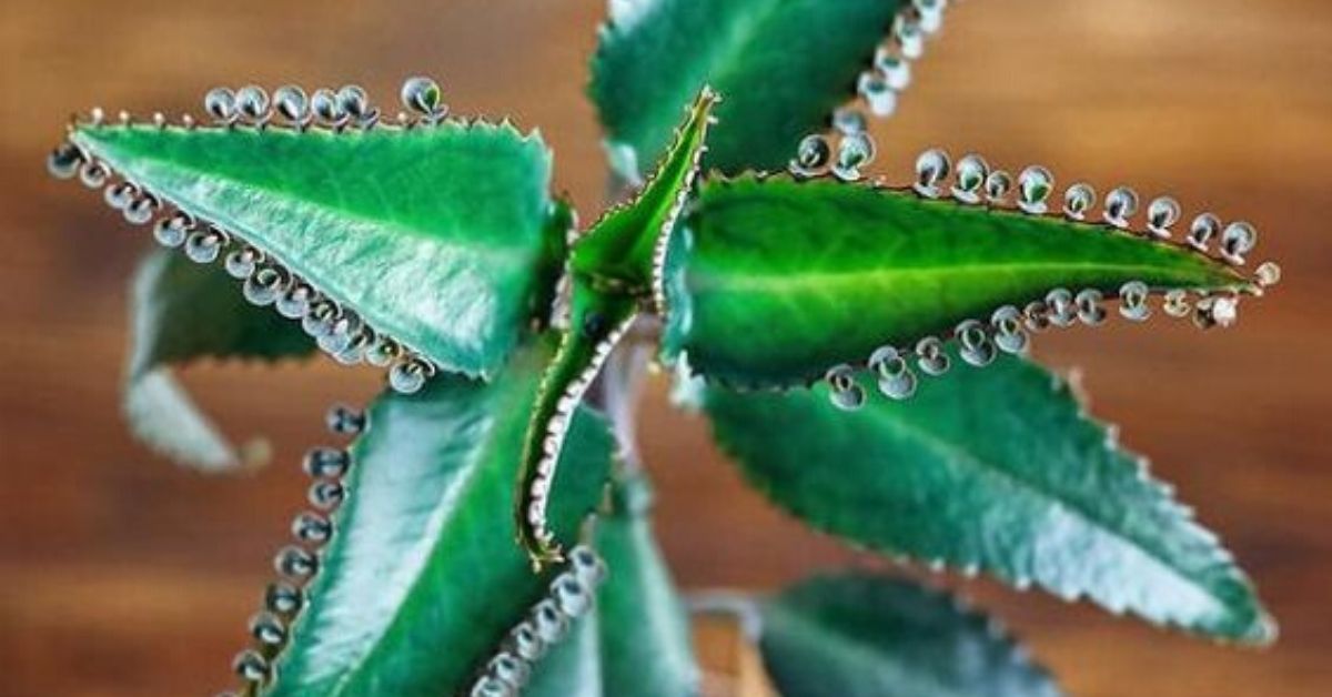 Unohda joulutähti, se on jo kulunut: 5 upeaa kasvia vaikuttavaan joulukoristeluun