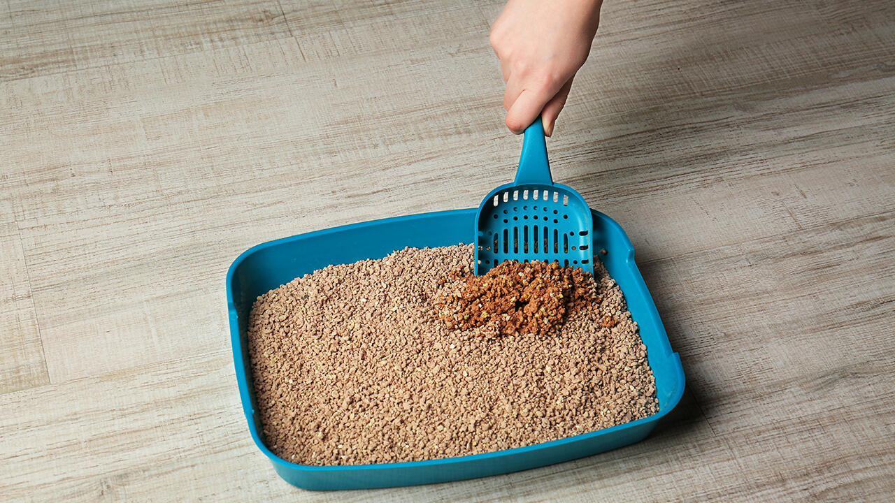 Etikan suihkuttaminen kissan wc: miksi se on tarpeen ja miksi sitä suositellaan.