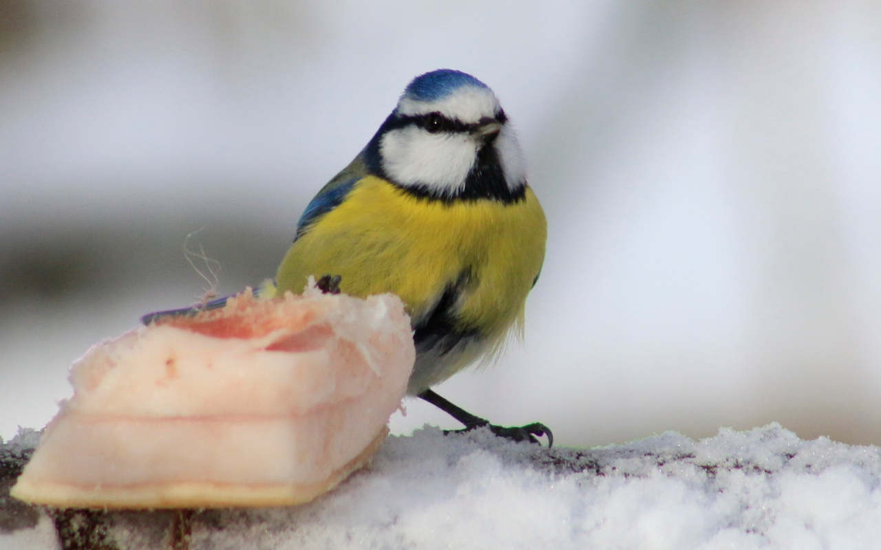 Joka talvi tiaiset kuolevat kylmyyteen: näin voit suojella niitä yksinkertaisella eleellä