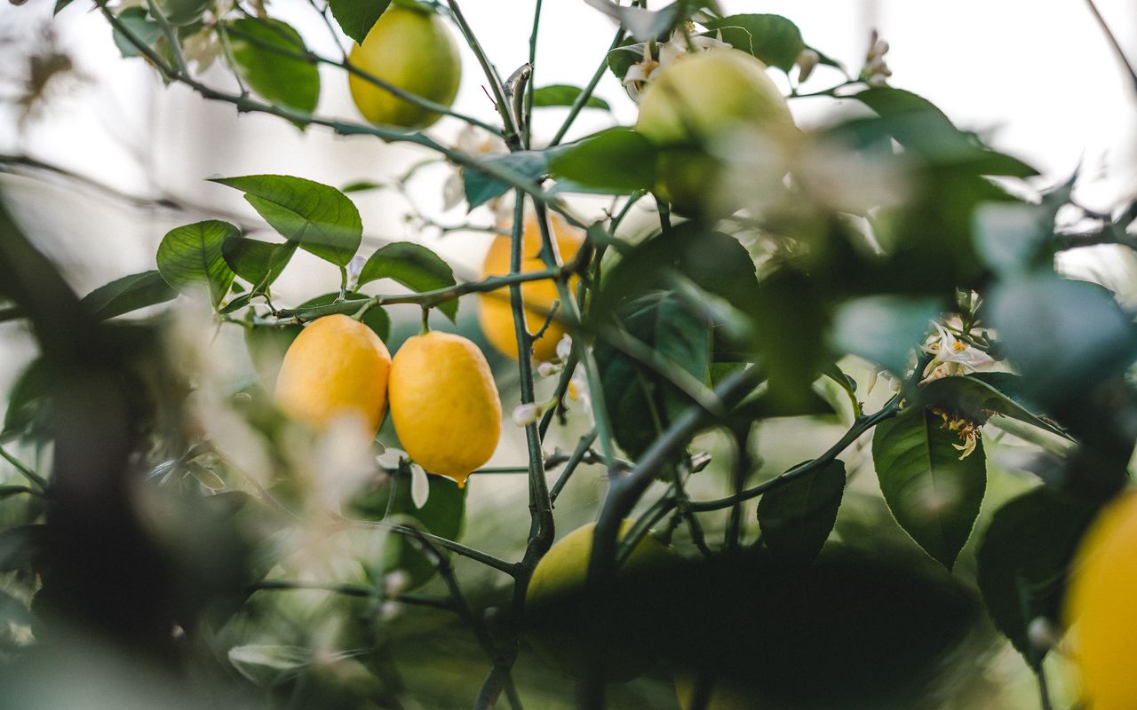 Kuinka käyttää sitruunapuuta estämään rottien pääsyn puutarhaan