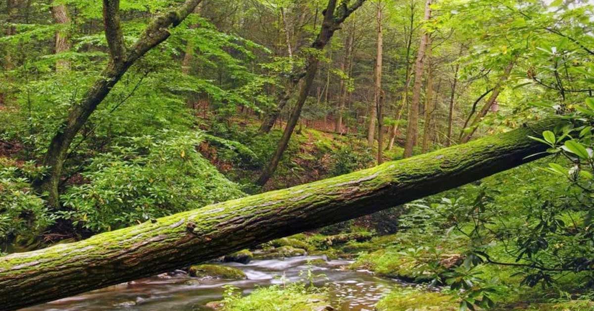 Kuollut puu: metsien elinvoima