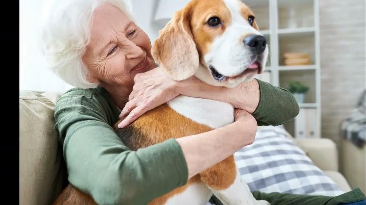 Suomalaisen tutkimuksen mukaan koiran omistaminen voi vähentää dementian riskiä 40 %.