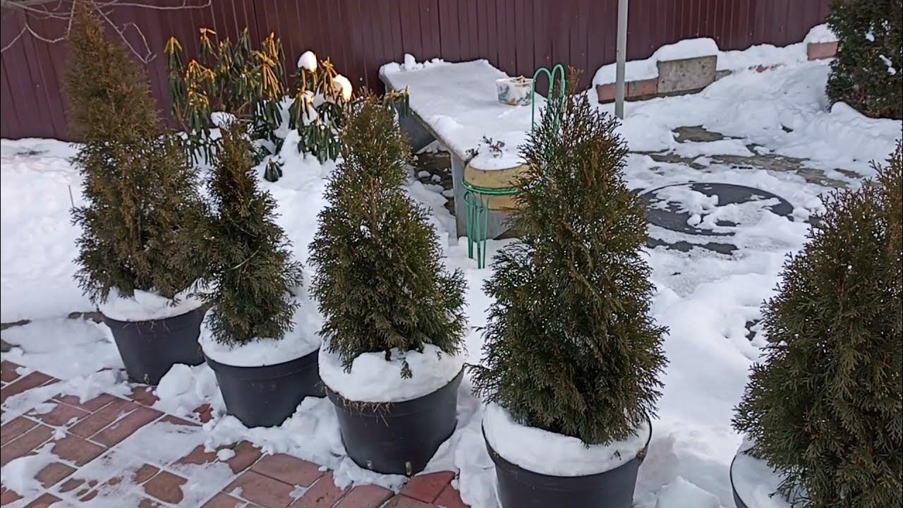 Puutarhurit, jotka noudattavat näitä kolmea neuvoa, suojaavat ruukkunsa kylmältä ilman erityisiä välineitä tai kustannuksia.