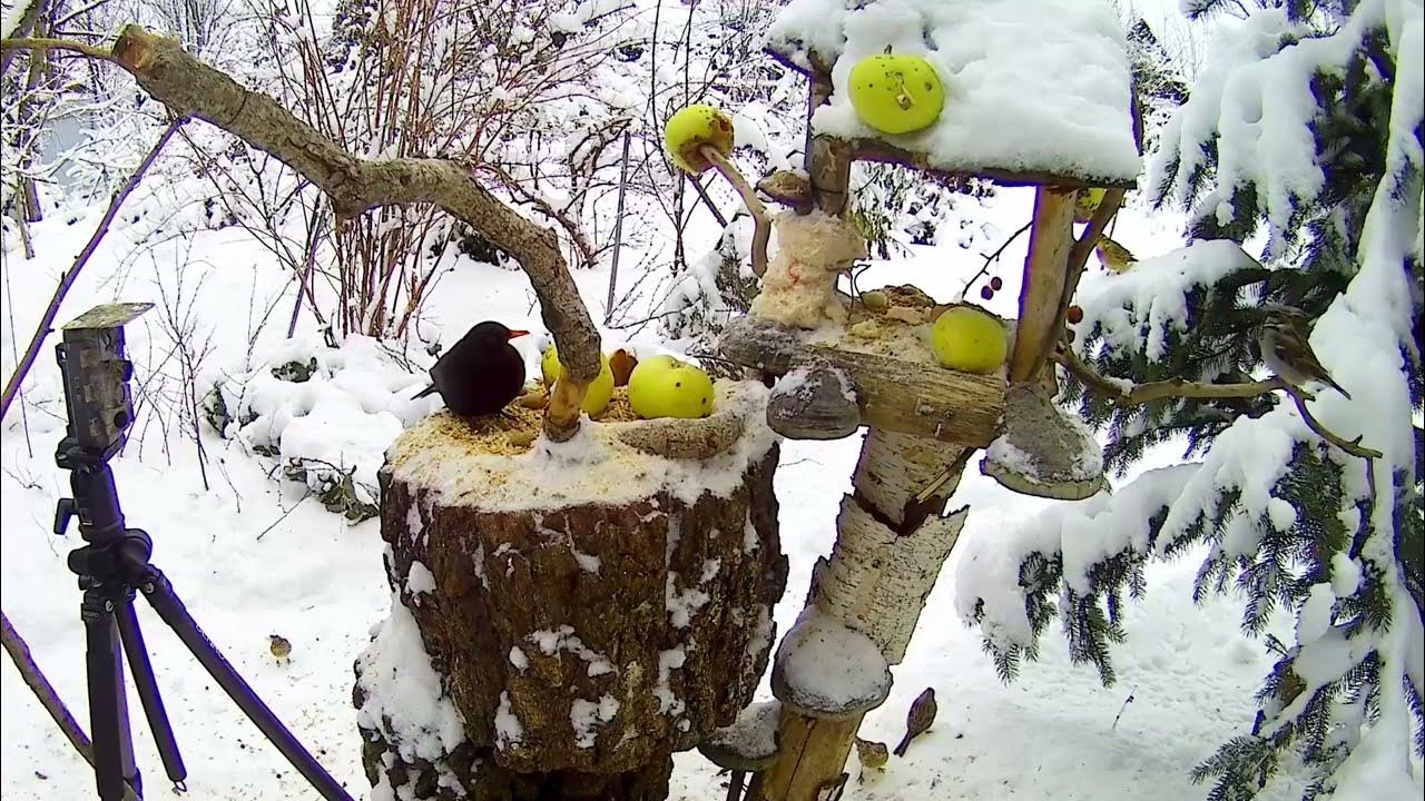 Yksinkertainen hedelmäpala, joka on jätetty kadulle, voi pelastaa paljon enemmän lajeja kuin voit kuvitella.