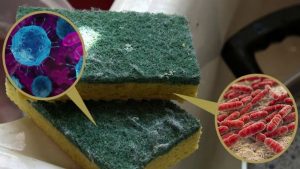 Miksi keittiösienet ovat bakteerien pesäpaikka ja miksi niitä ei saa koskaan jättää pesualtaaseen?