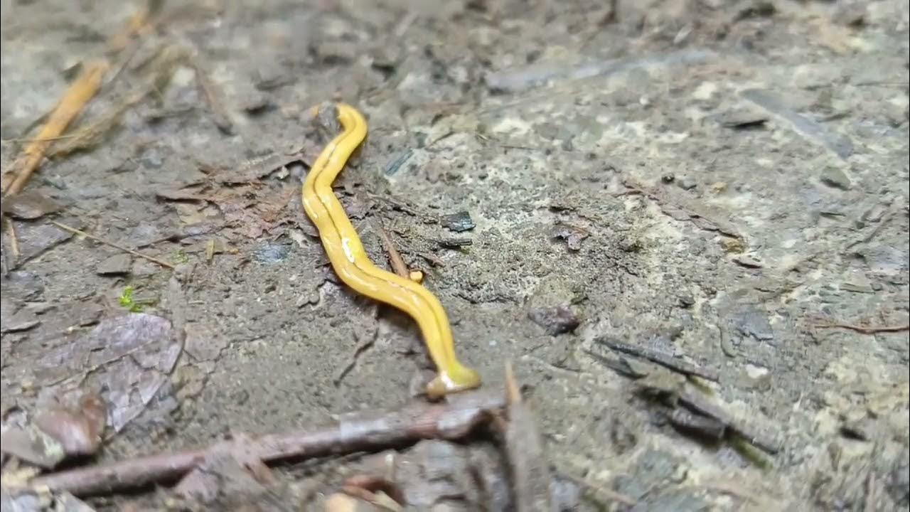 Tämä outo olento syvyyksistä muuttaa myrkyn elinympäristössään kirkkaan keltaiseksi panssariksi.