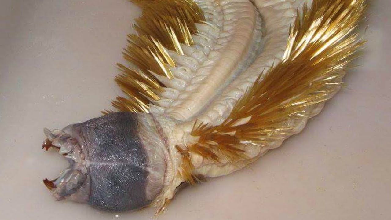 Tämä outo olento syvyyksistä muuttaa myrkyn elinympäristössään kirkkaan keltaiseksi panssariksi.