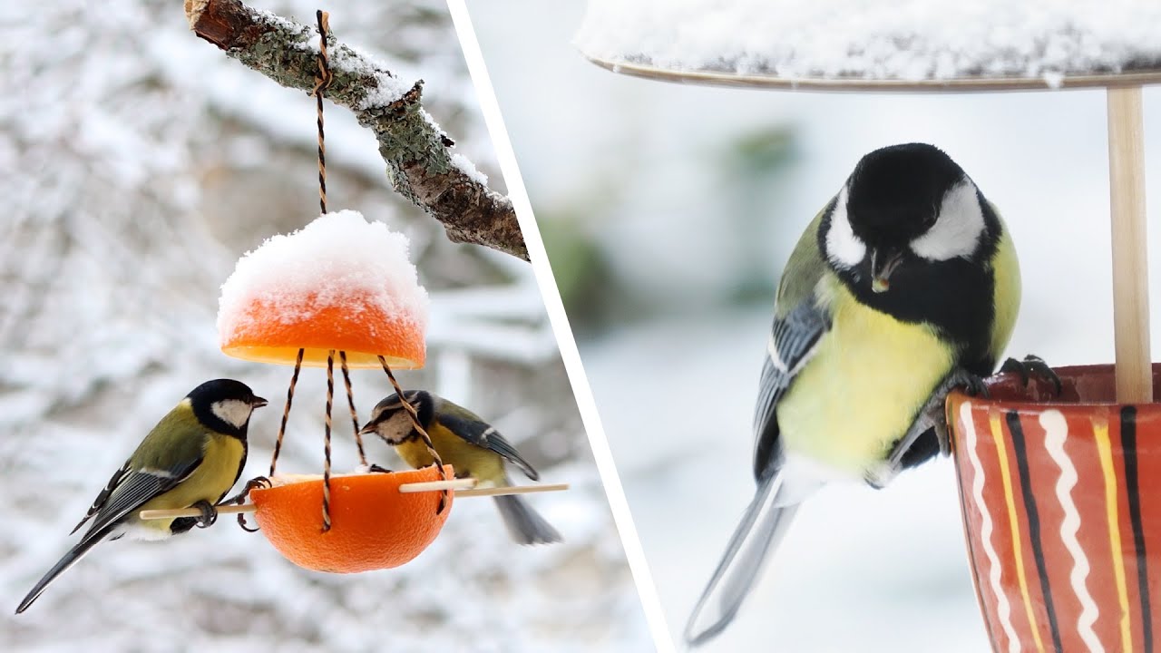 Yksinkertainen hedelmäpala, joka on jätetty kadulle, voi pelastaa paljon enemmän lajeja kuin voit kuvitella.