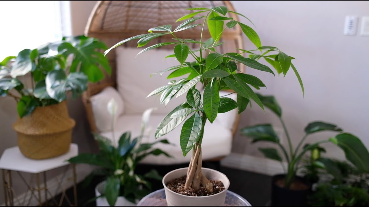 Muinaiset kutsuivat sitä ”kullan vartijaksi”: kasvi, joka teki jokaisesta, joka sitä omisti, rikkaan.