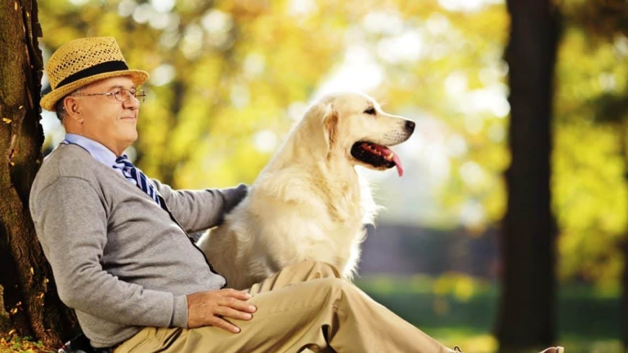 Suomalaisen tutkimuksen mukaan koiran omistaminen voi vähentää dementian riskiä 40 %.