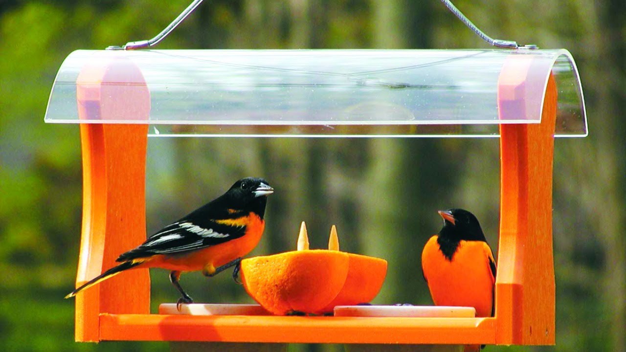 Yksinkertainen hedelmäpala, joka on jätetty kadulle, voi pelastaa paljon enemmän lajeja kuin voit kuvitella.