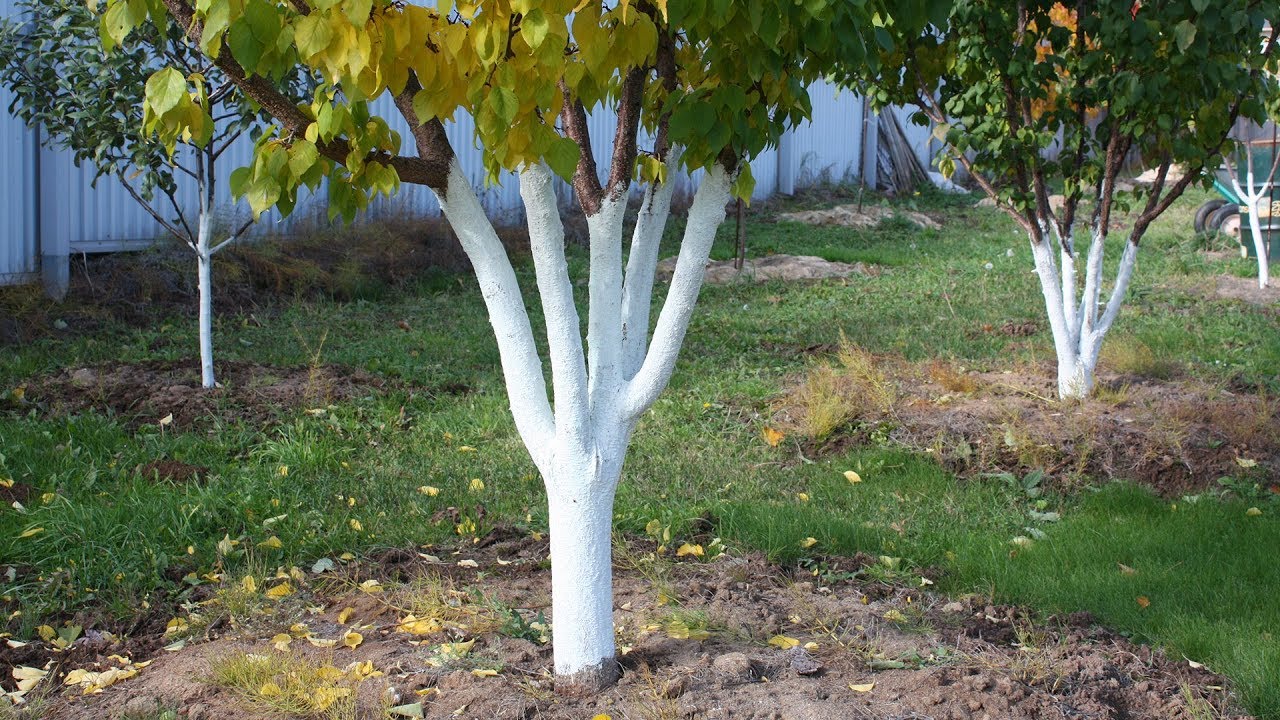 Tämä rituaali suojaa hedelmäpuusi hyönteisiltä koko talven ajan (jopa ilman torjunta-aineita).