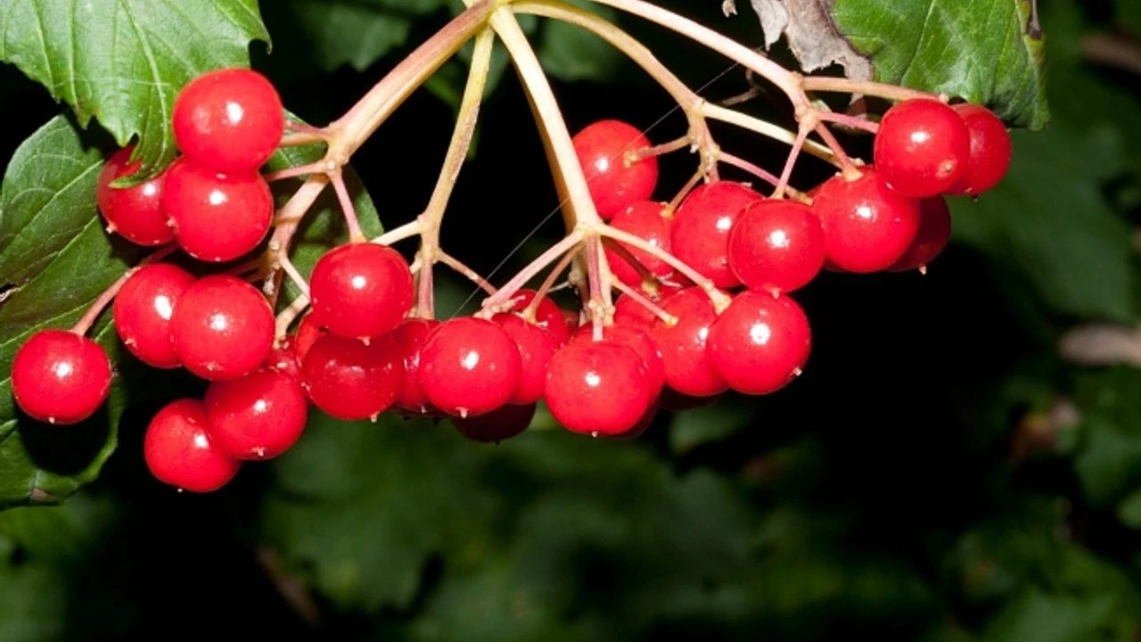 Erzižganissa luonnollisena parantavana lähteenä tunnetut gilaburu-hedelmät ovat löytäneet paikkansa kaupan hyllyiltä.