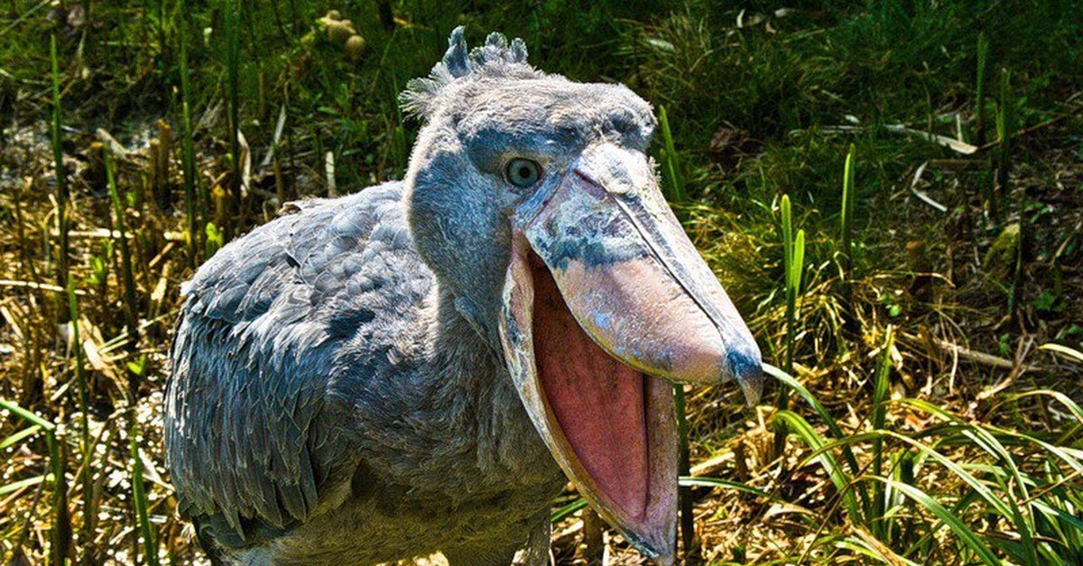 Afrikassa elävä valtava lintu, joka muistuttaa dinosaurusta