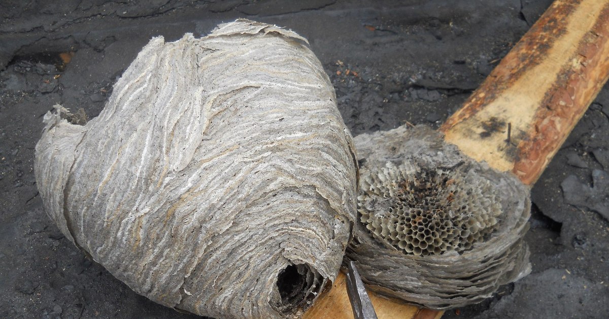 ”Jos jätät tämän pesän rauhaan, ensi vuonna niitä on jo 10!”: Aasian herhiläisten tuhoaminen jatkuu tänä syksynä.