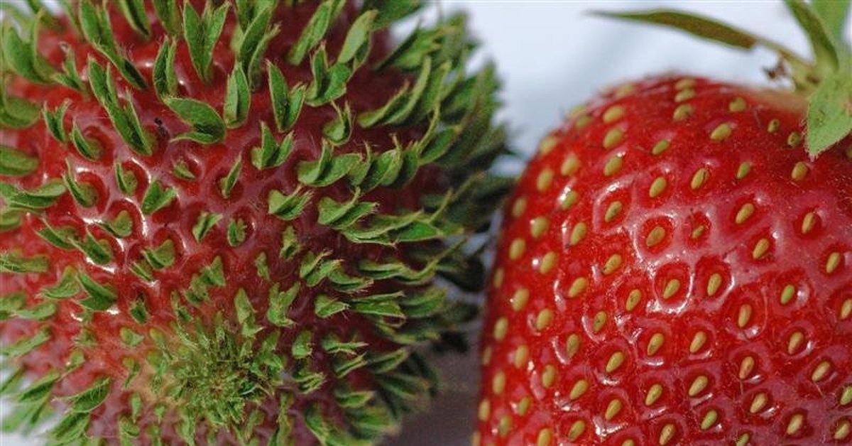 Harvat tietävät, mitä nämä pienet mansikan siemenet ovat ja mihin niitä tarvitaan.