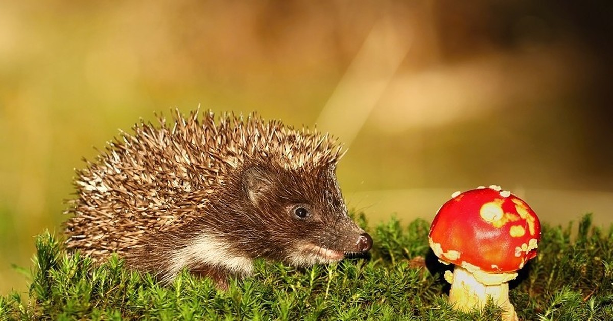 Sienet metsässä: mitkä eläimet syövät niitä ja miksi ne ovat välttämättömiä ekosysteemeille?