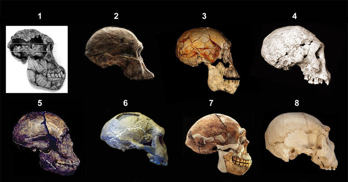 Tutkijat väittävät, että miljoona vuotta vanha kallo kirjoittaa uudelleen ihmisen evoluution historian