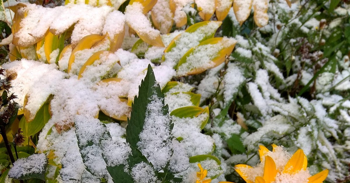 ”Lumi sataa, on toimittava ennen kuin on liian myöhäistä”: yksinkertaiset toimenpiteet, joita asiantuntijat toteuttavat monivuotisten kasviensa suojelemiseksi