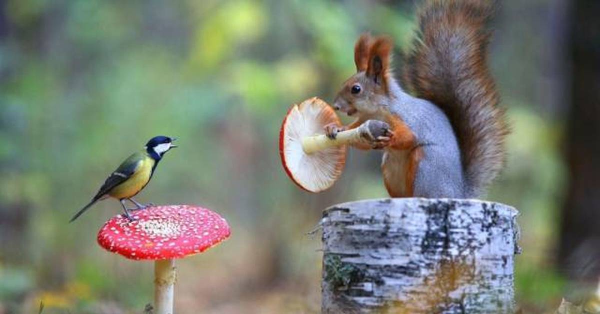 Sienet metsässä: mitkä eläimet syövät niitä ja miksi ne ovat välttämättömiä ekosysteemeille?