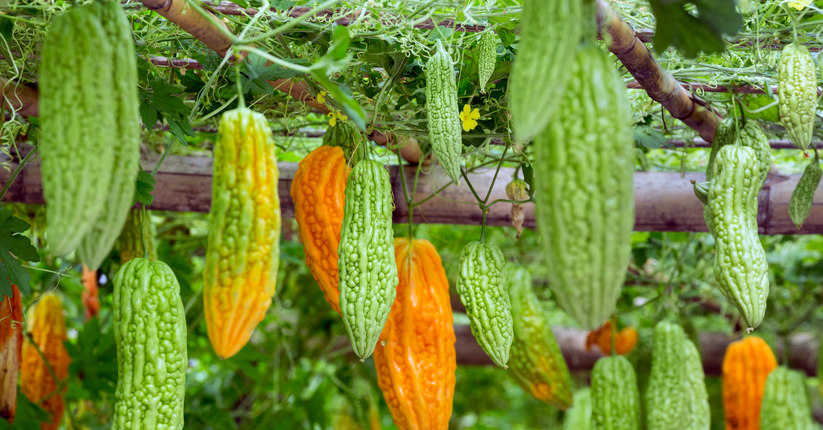 Unohdetuin vihannes on yksi terveellisimmistä: tutustu chayoten hyödyllisiin ominaisuuksiin ja sen valmistustapoihin.