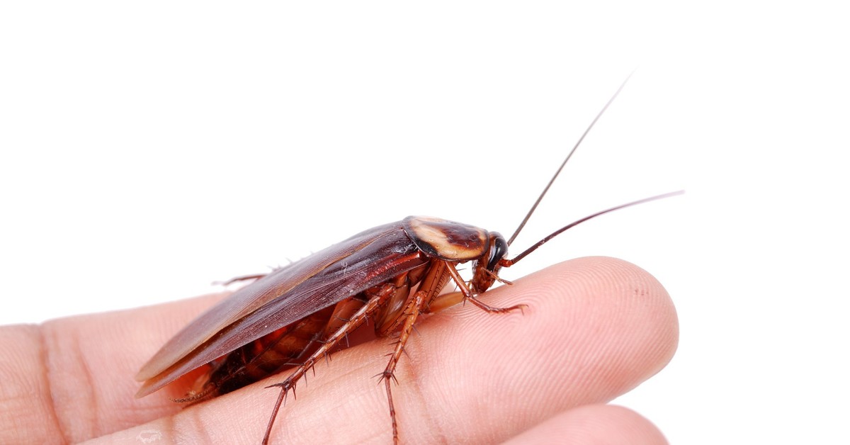 Sipulin ja ruokasoodan sekoittaminen: miksi se on suositeltavaa ja mitä hyötyä siitä on