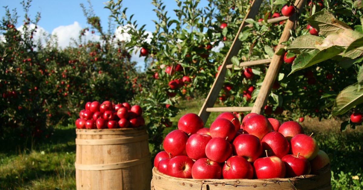 Onko vuokranantajallani oikeus mennä puutarhaani poimimaan hedelmiä puista?