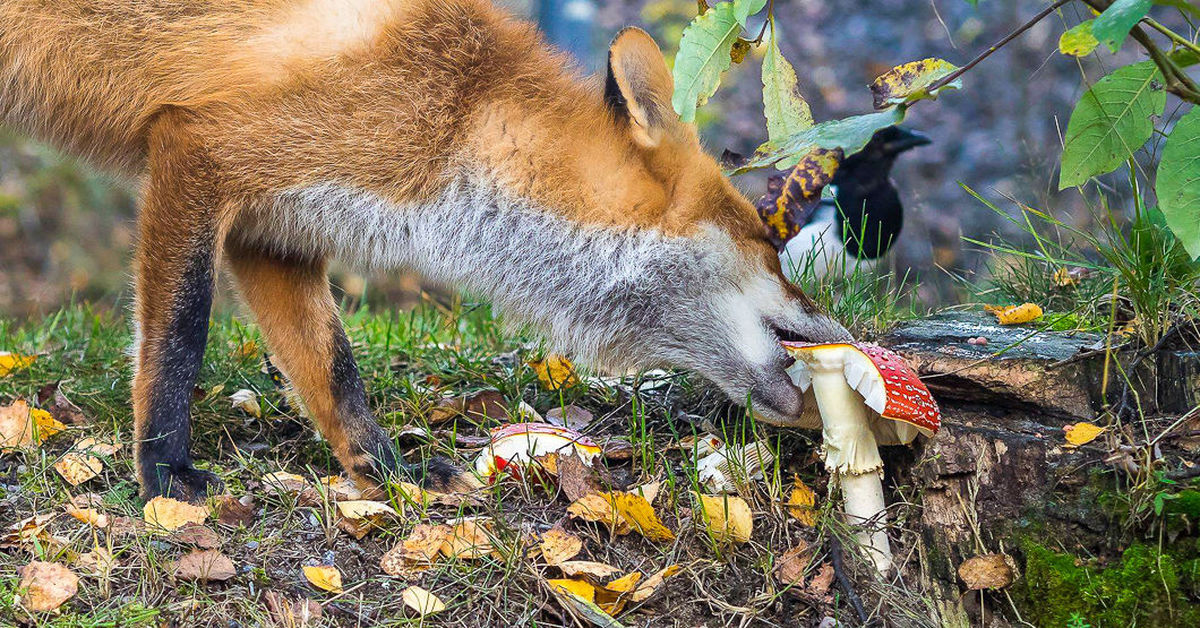 Sienet metsässä: mitkä eläimet syövät niitä ja miksi ne ovat välttämättömiä ekosysteemeille?