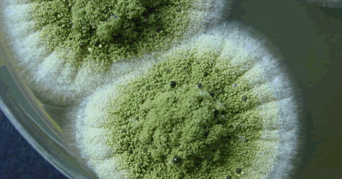 Sienen löytäminen, joka voi pelastaa planeetan, yllätti tutkijat