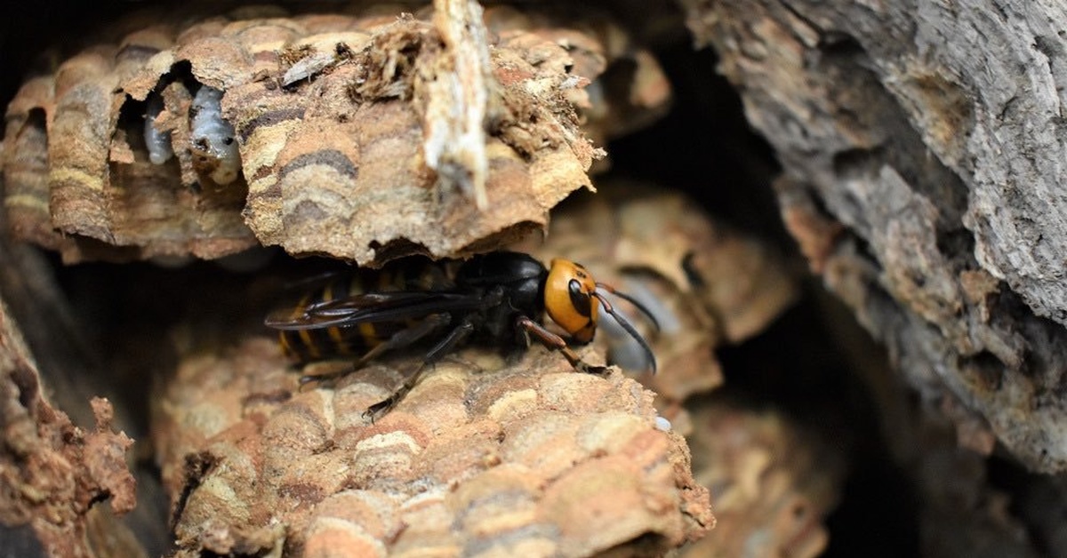 ”Jos jätät tämän pesän rauhaan, ensi vuonna niitä on jo 10!”: Aasian herhiläisten tuhoaminen jatkuu tänä syksynä.