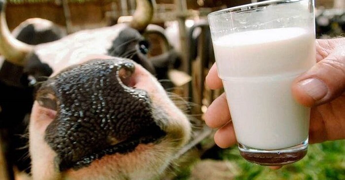 Mitä maata kutsutaan maailman maitopääkaupungiksi?