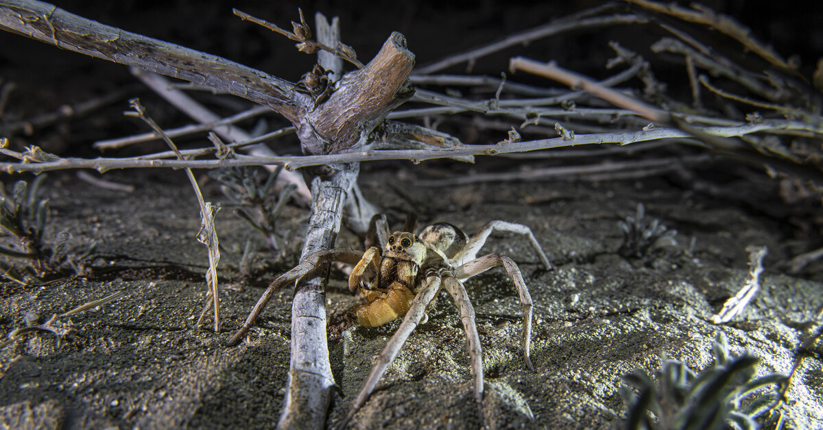 Harvinaisen, sukupuuttoon kuolleeksi luullun hämähäkkilajin löytäminen hämmästytti tutkijoita