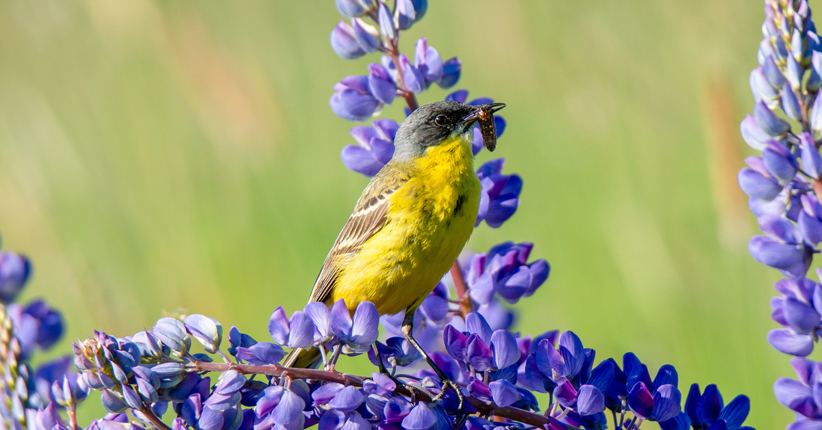 Elinympäristönsä menettämisen vuoksi vuorikiuru, tämä elegantti keltainen lintu, jota usein tavataan vesistöjen läheisyydessä, voi pian tulla harvinaiseksi.