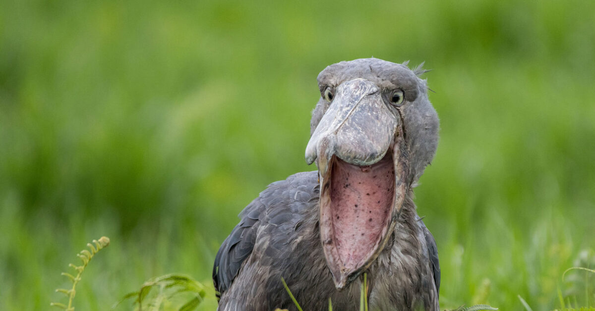 Afrikassa elävä valtava lintu, joka muistuttaa dinosaurusta