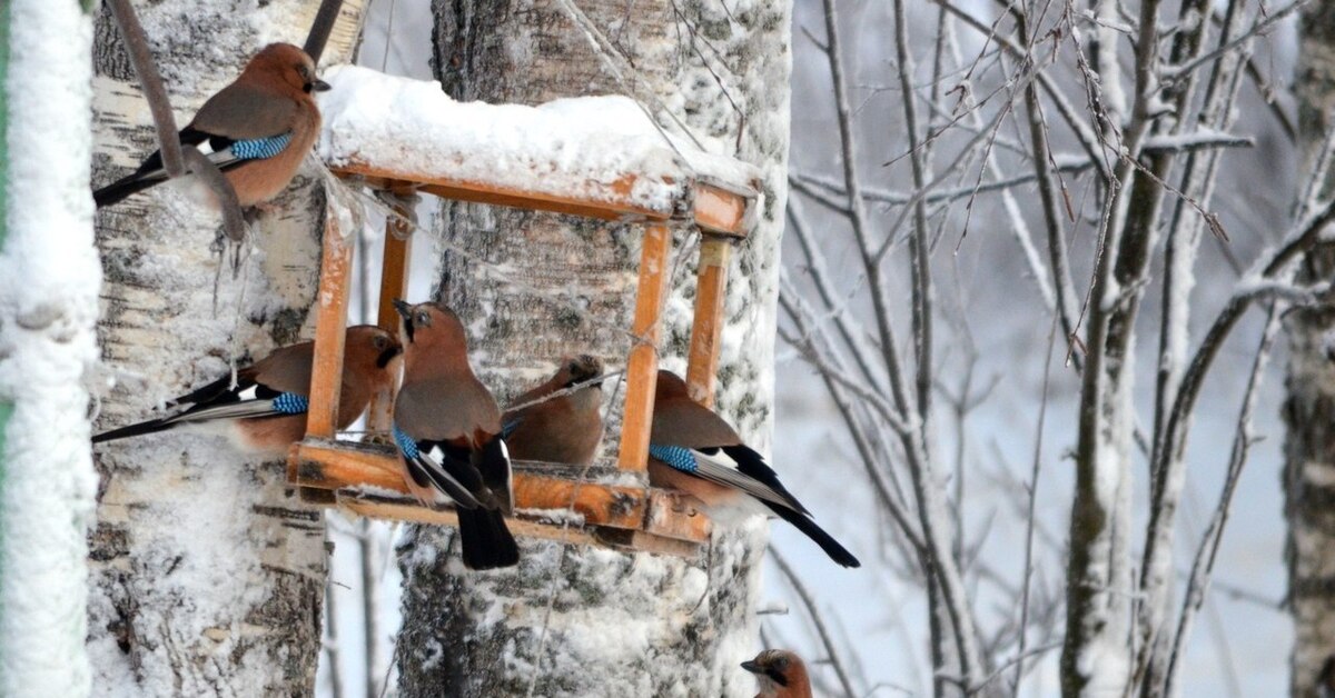 Kuinka varmistaa lintujen vesihuolto talvella vaarantamatta niiden turvallisuutta.