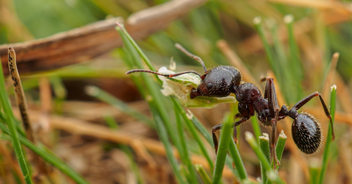 Tutkijat eivät voi uskoa: 8-vuotiaan lapsen löytö muutti tieteen ikuisesti.