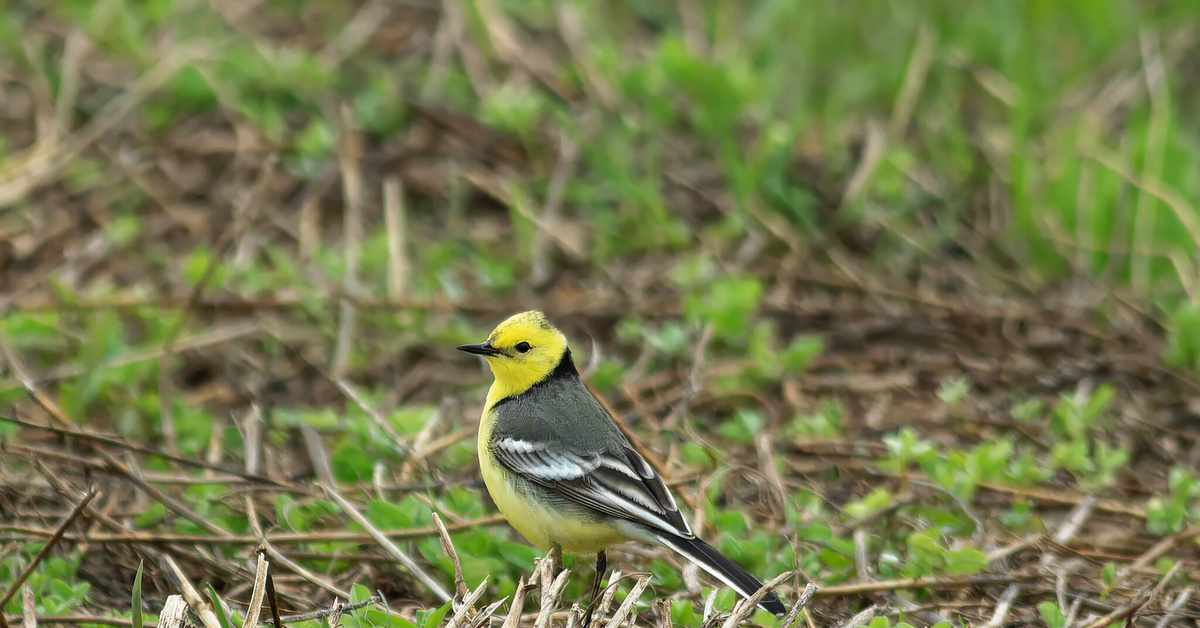 Elinympäristönsä menettämisen vuoksi vuorikiuru, tämä elegantti keltainen lintu, jota usein tavataan vesistöjen läheisyydessä, voi pian tulla harvinaiseksi.