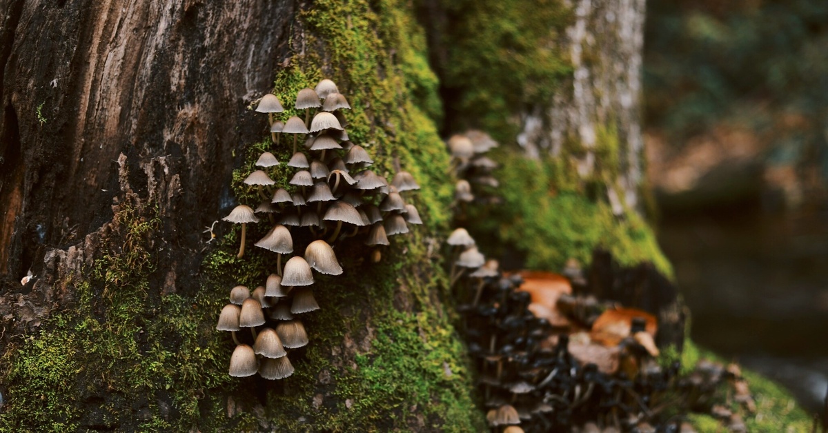 Kuollut puu: metsien elinvoima