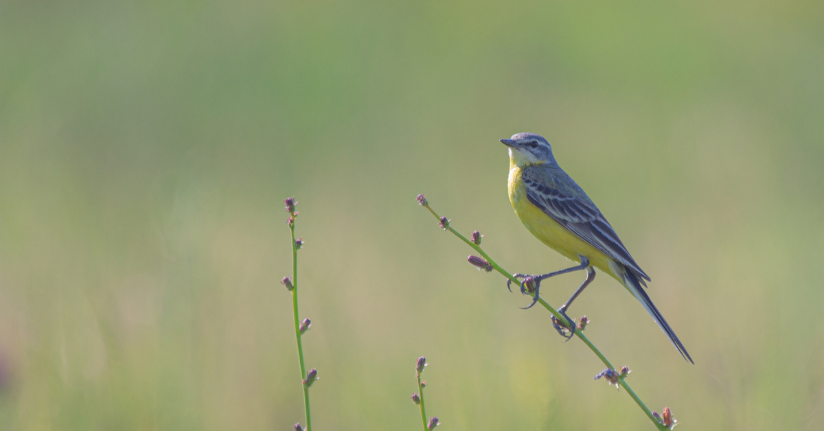 Elinympäristönsä menettämisen vuoksi vuorikiuru, tämä elegantti keltainen lintu, jota usein tavataan vesistöjen läheisyydessä, voi pian tulla harvinaiseksi.