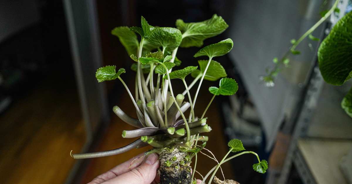 Harvat tietävät, mihin sitä tarvitaan, miten se tehdään ja miksi on tärkeää kasvattaa wasabia kotona.